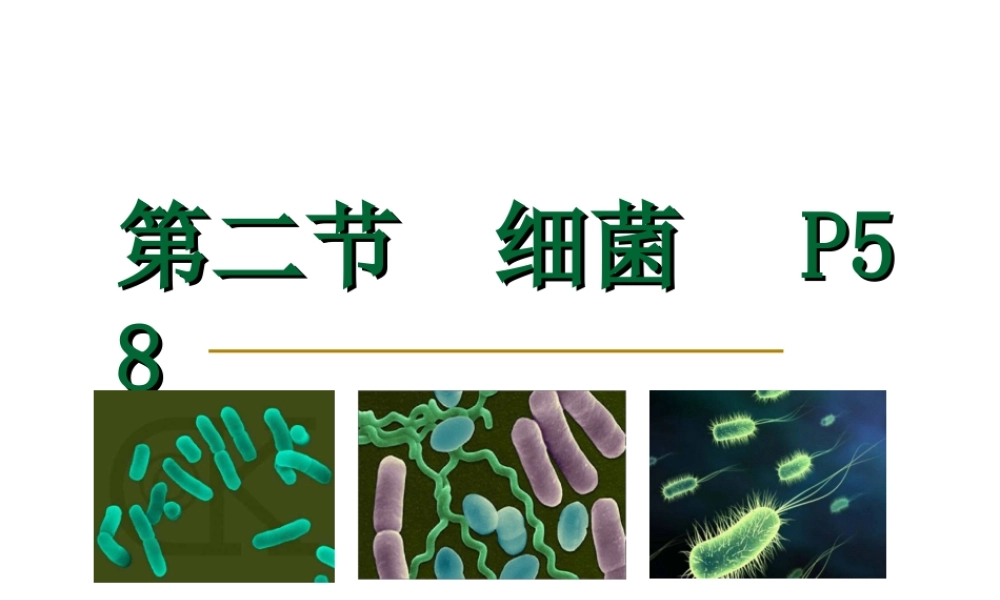 八年级生物上册 《细菌》课件 人教新课标版