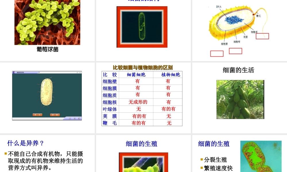 八年级生物上册 《细菌》课件 人教新课标版