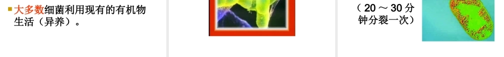 八年级生物上册 《细菌》课件 人教新课标版