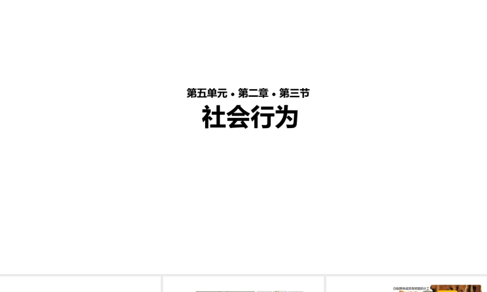 八年级生物上册 5.2.3《社会行为》教学课件 （新版）新人教版-（新版）新人教级上册生物课件