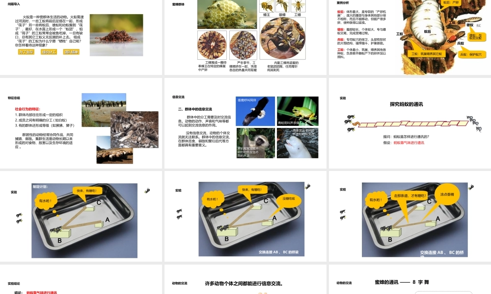 八年级生物上册 5.2.3《社会行为》教学课件 （新版）新人教版-（新版）新人教级上册生物课件
