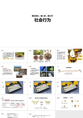 八年级生物上册 5.2.3《社会行为》教学课件 （新版）新人教版-（新版）新人教级上册生物课件