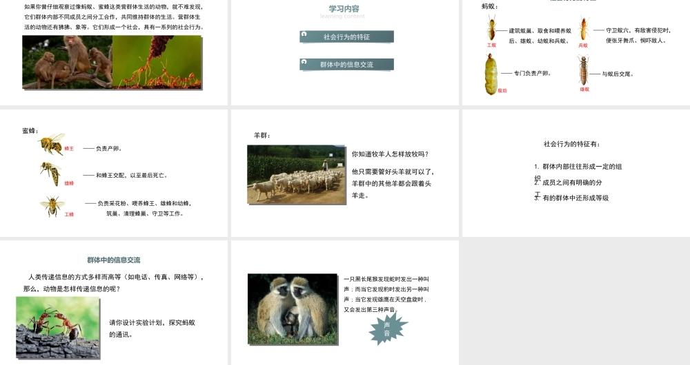 八年级生物上册 5.2.3《社会行为》课件 （新版）新人教版-（新版）新人教版初中八年级上册生物课件