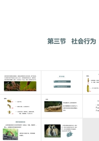 八年级生物上册 5.2.3《社会行为》课件 （新版）新人教版-（新版）新人教版初中八年级上册生物课件