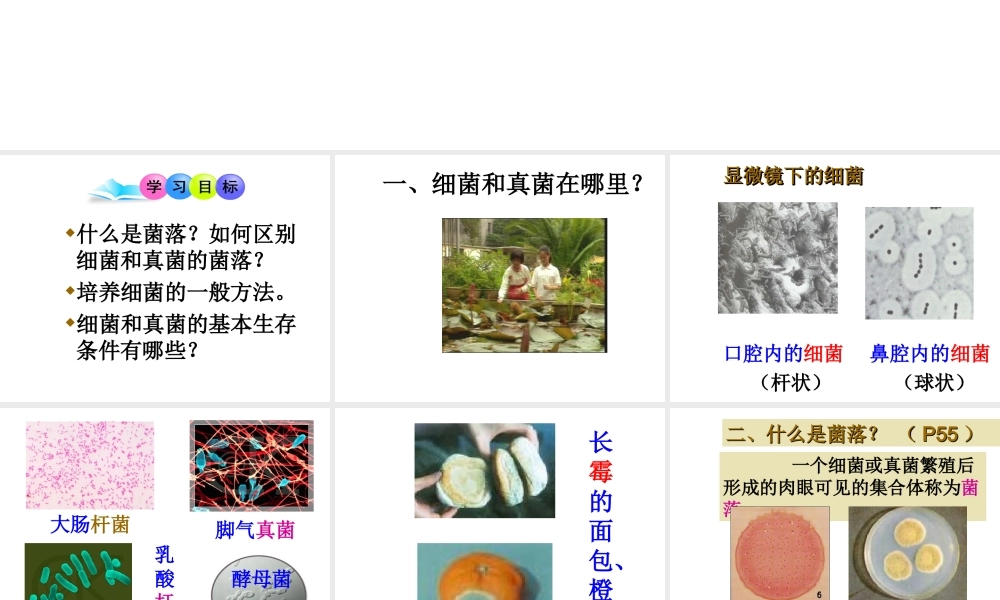 八年级生物上册 《细菌和真菌的分布》课件 人教新课标版