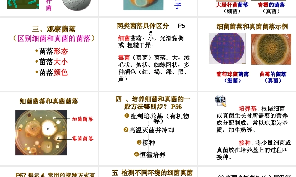 八年级生物上册 《细菌和真菌的分布》课件 人教新课标版