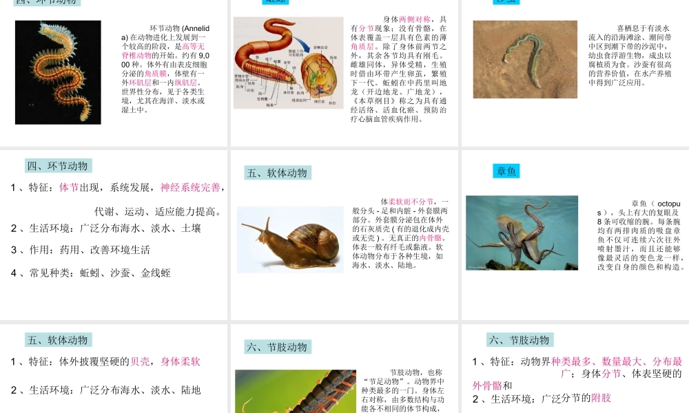 八年级生物上册 第14章 第2节千姿百态的动物世界课件 （新版）苏教版-（新版）苏教版初中八年级上册生物课件