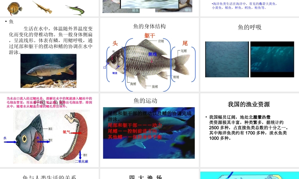 八年级生物上册 5.1.4 鱼类课件 （新版）新人教版-（新版）新人教级上册生物课件