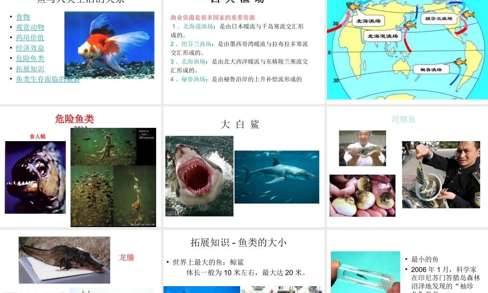 八年级生物上册 5.1.4 鱼类课件 （新版）新人教版-（新版）新人教级上册生物课件