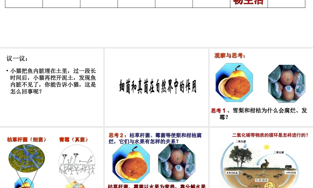 八年级生物上册 《细菌和真菌在自然界中的作用》课件 新人教版