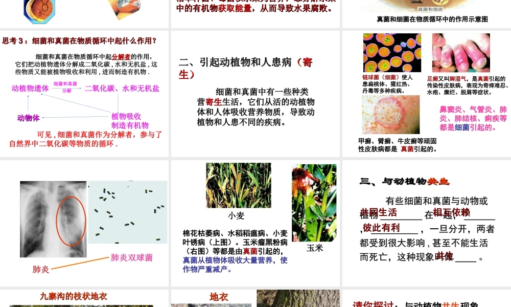 八年级生物上册 《细菌和真菌在自然界中的作用》课件 新人教版