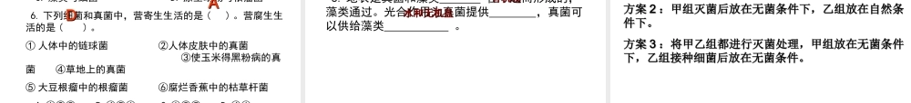 八年级生物上册 《细菌和真菌在自然界中的作用》课件 新人教版