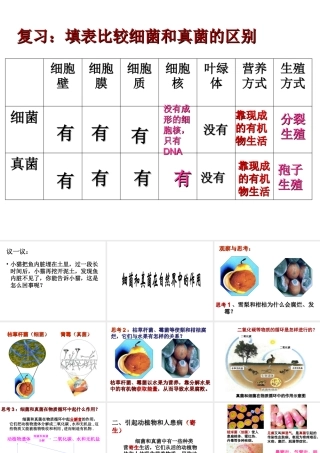 八年级生物上册 《细菌和真菌在自然界中的作用》课件 新人教版