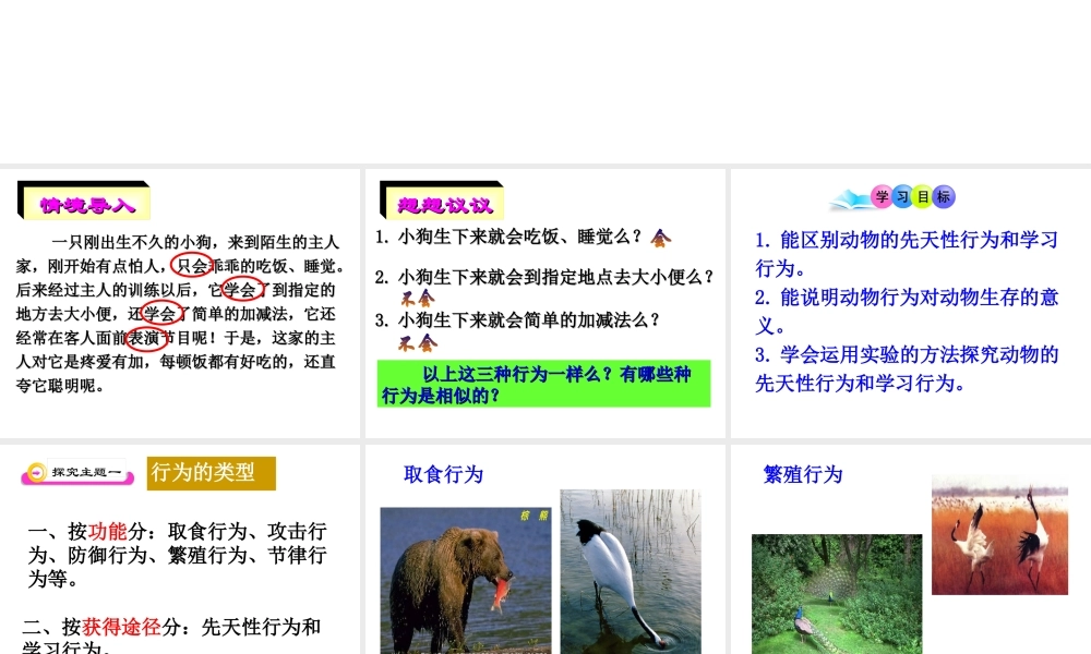 八年级生物上册 《先天性行为和学习行为》课件 人教新课标版