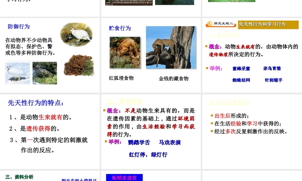 八年级生物上册 《先天性行为和学习行为》课件 人教新课标版