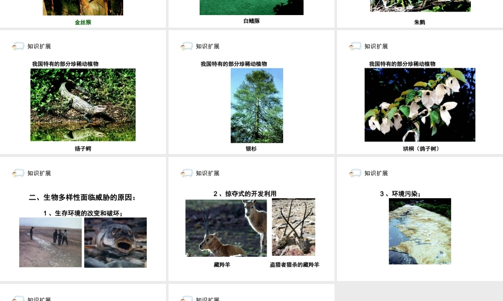 八年级生物上册 6.3《保护生物的多样性》课件1 人教新课标版