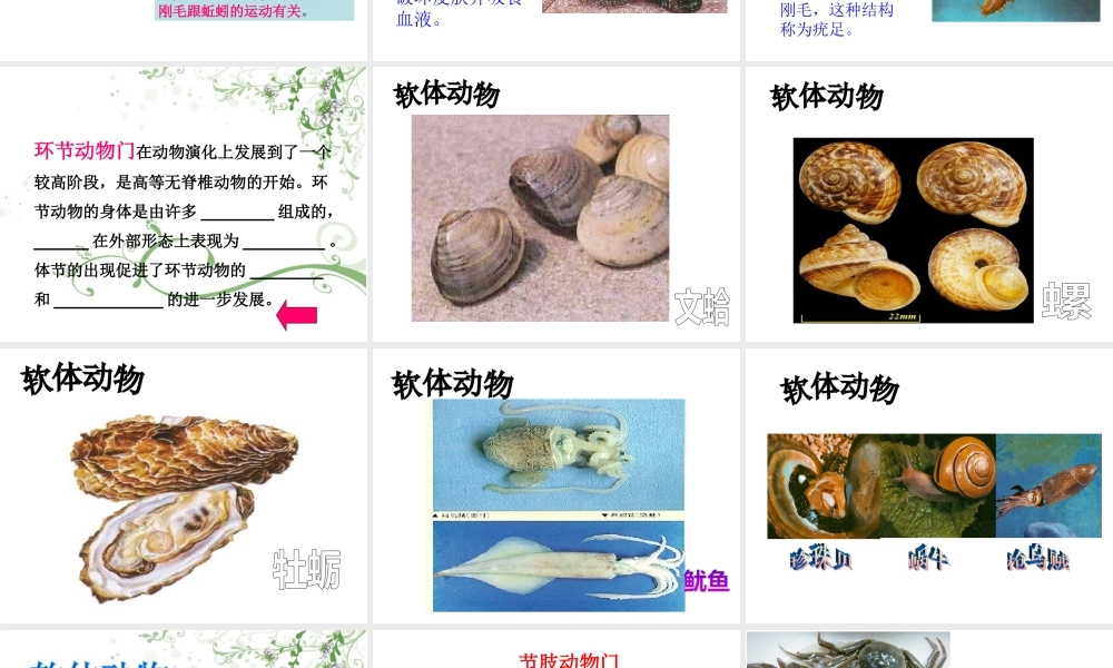 八年级生物上册 第14章 第2节千姿百态的动物世界课件课件 （新版）苏教版-（新版）苏教版初中八年级上册生物课件