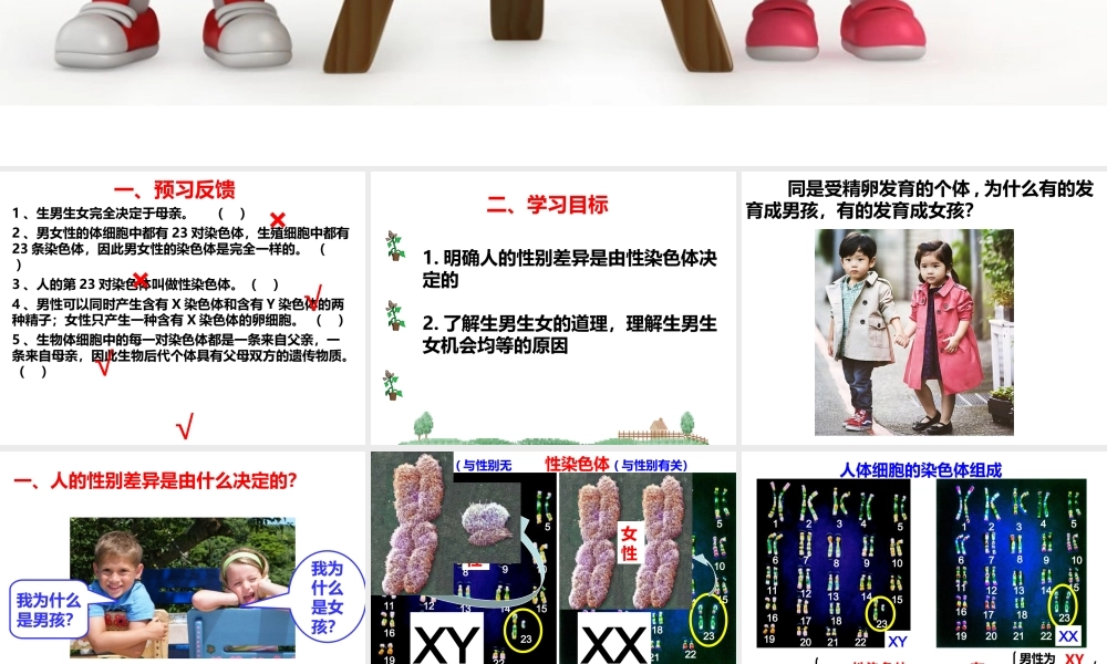 八年级生物上册 《性别和性别决定》课件2 （新版）北师大版-（新版）北师大级上册生物课件