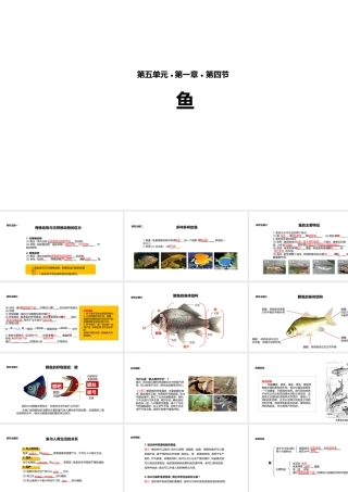 八年级生物上册 5.1.4《鱼》教学课件 （新版）新人教版-（新版）新人教级上册生物课件