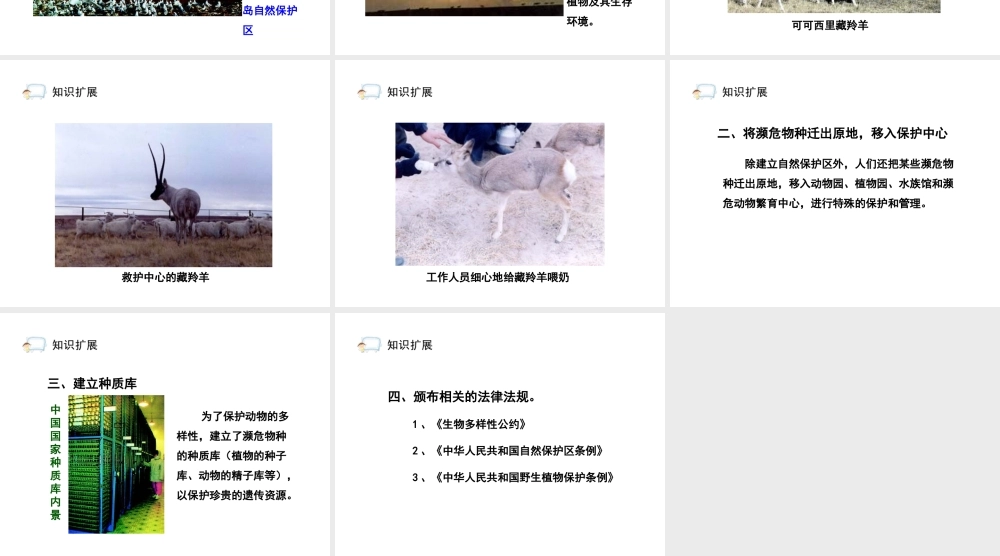 八年级生物上册 6.3《保护生物的多样性》课件2 人教新课标版