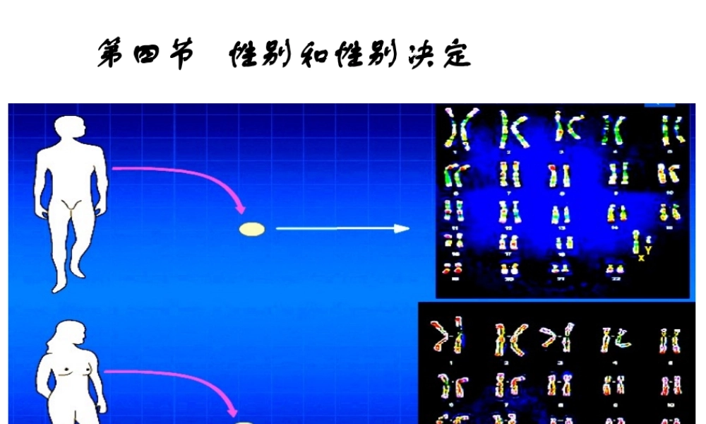 八年级生物上册 《性别和性别决定》课件4 （新版）北师大版-（新版）北师大级上册生物课件