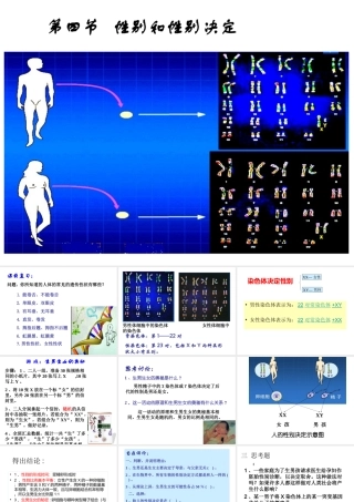 八年级生物上册 《性别和性别决定》课件4 （新版）北师大版-（新版）北师大级上册生物课件