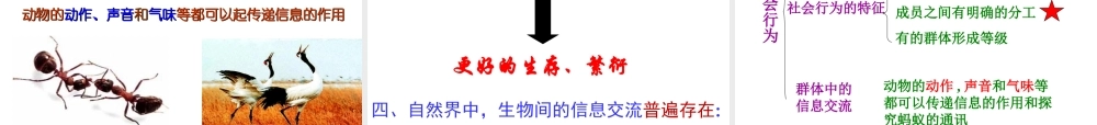 八年级生物上册 5.2.3《社会行为》课件3 （新版）新人教版-（新版）新人教版初中八年级上册生物课件