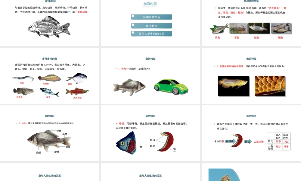 八年级生物上册 5.1.4《鱼》课件 （新版）新人教版-（新版）新人教版初中八年级上册生物课件