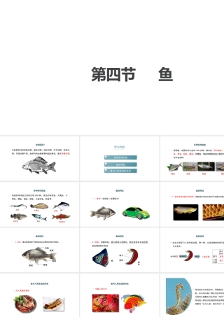 八年级生物上册 5.1.4《鱼》课件 （新版）新人教版-（新版）新人教版初中八年级上册生物课件