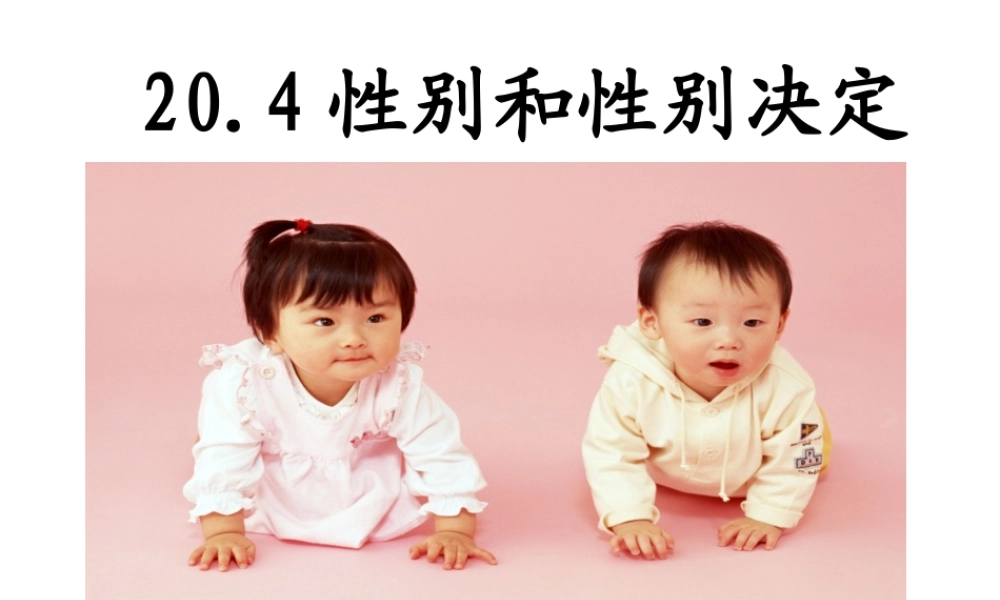 八年级生物上册 《性别和性别决定》课件5 （新版）北师大版-（新版）北师大级上册生物课件