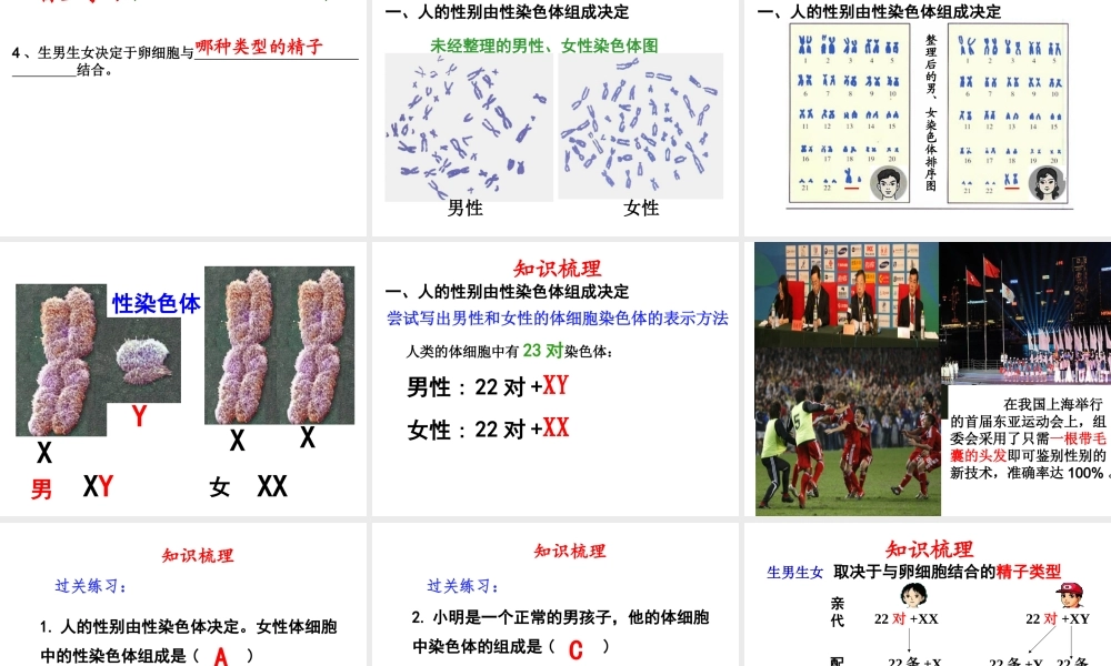 八年级生物上册 《性别和性别决定》课件5 （新版）北师大版-（新版）北师大级上册生物课件