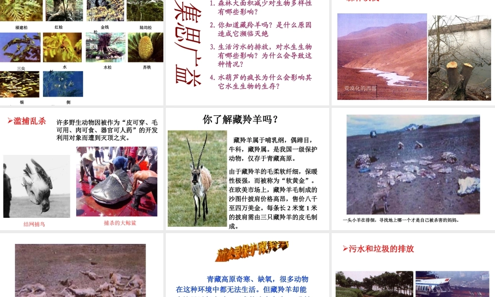 八年级生物上册 6.3《保护生物的多样性》课件3 （新版）新人教版-（新版）新人教版初中八年级上册生物课件