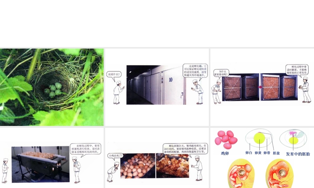 八年级生物上册 第14章 第5节鸟类的生殖与发育课件 苏教版