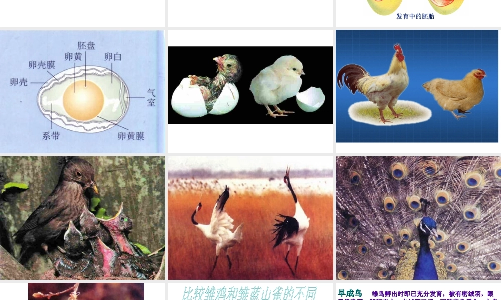 八年级生物上册 第14章 第5节鸟类的生殖与发育课件 苏教版