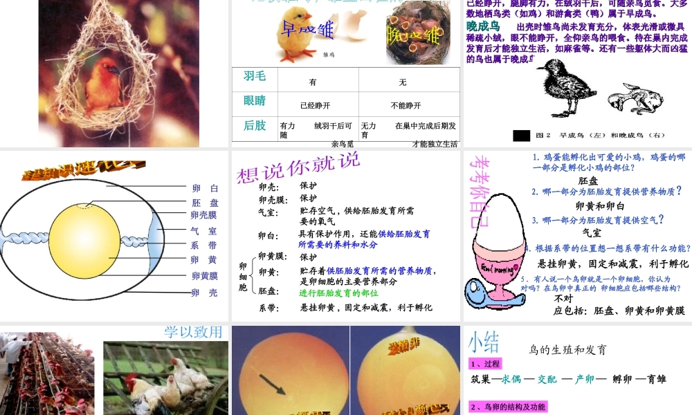 八年级生物上册 第14章 第5节鸟类的生殖与发育课件 苏教版