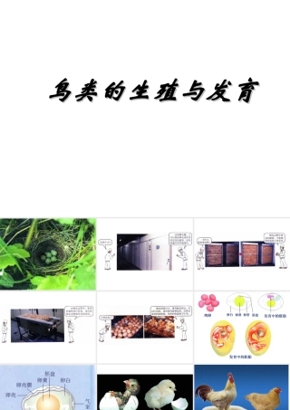 八年级生物上册 第14章 第5节鸟类的生殖与发育课件 苏教版