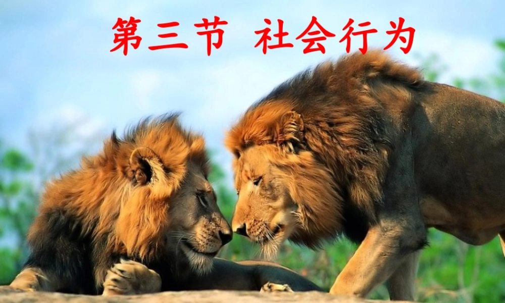 八年级生物上册 5.2.3《社会行为》课件3 （新版）新人教版-（新版）新人教级上册生物课件