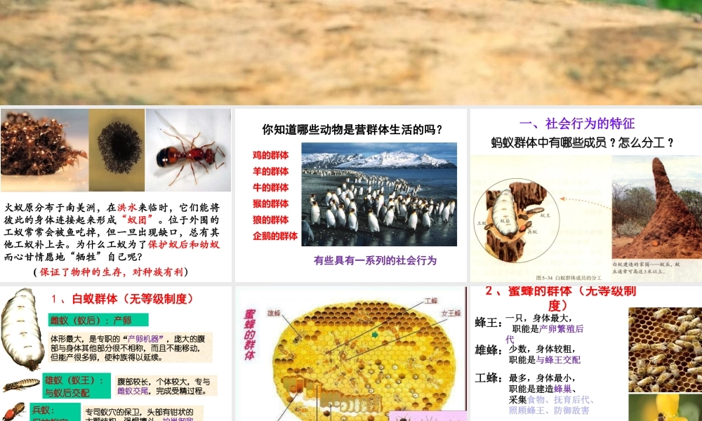 八年级生物上册 5.2.3《社会行为》课件3 （新版）新人教版-（新版）新人教级上册生物课件
