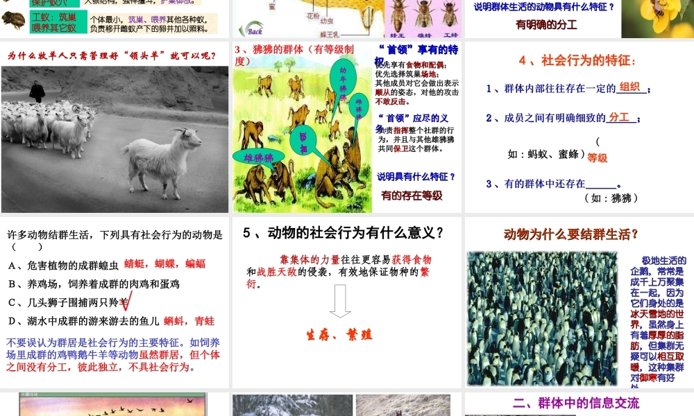 八年级生物上册 5.2.3《社会行为》课件3 （新版）新人教版-（新版）新人教级上册生物课件