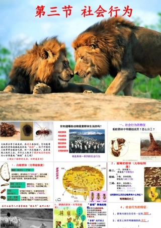 八年级生物上册 5.2.3《社会行为》课件3 （新版）新人教版-（新版）新人教级上册生物课件