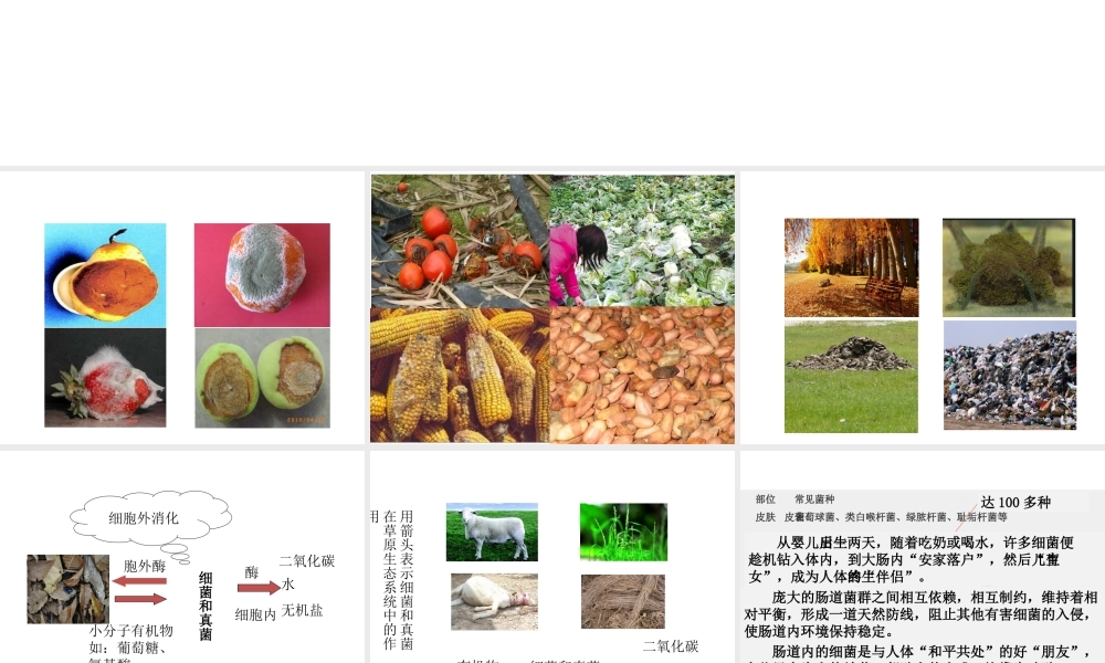 八年级生物上册 5.4.4 细菌和真菌在自然界中的作用教学课件 （新版）新人教版-（新版）新人教级上册生物课件