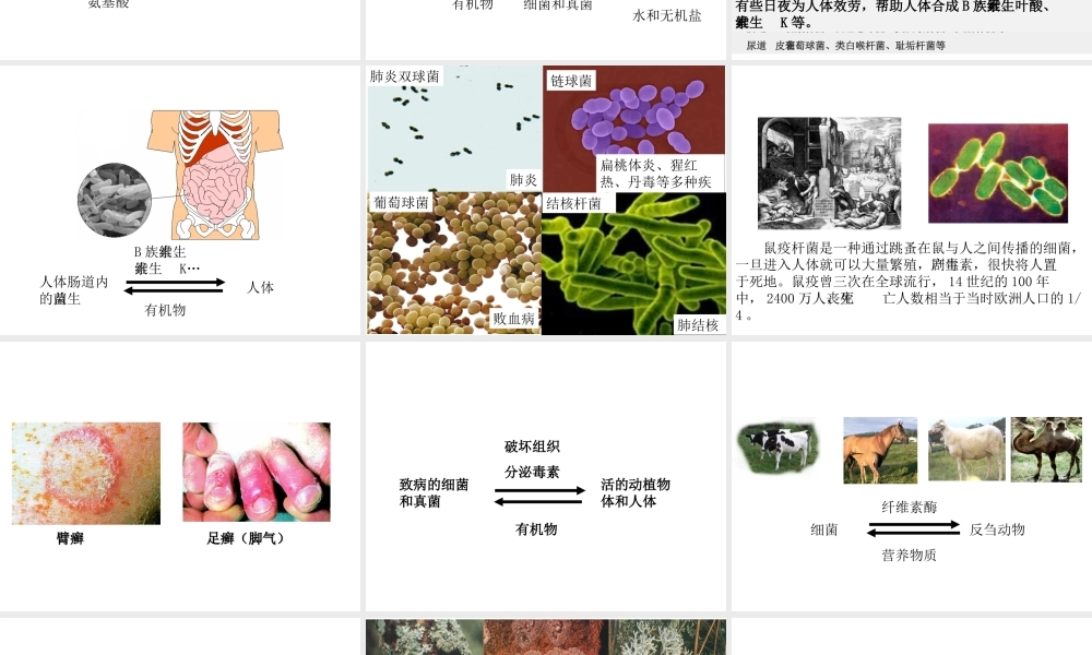 八年级生物上册 5.4.4 细菌和真菌在自然界中的作用教学课件 （新版）新人教版-（新版）新人教级上册生物课件