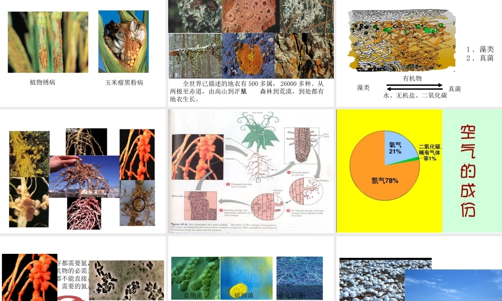 八年级生物上册 5.4.4 细菌和真菌在自然界中的作用教学课件 （新版）新人教版-（新版）新人教级上册生物课件