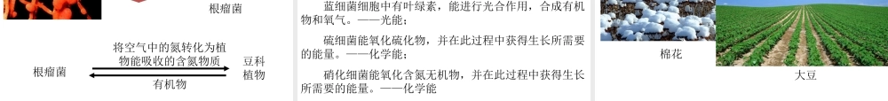 八年级生物上册 5.4.4 细菌和真菌在自然界中的作用教学课件 （新版）新人教版-（新版）新人教级上册生物课件