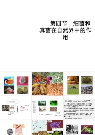 八年级生物上册 5.4.4 细菌和真菌在自然界中的作用教学课件 （新版）新人教版-（新版）新人教级上册生物课件