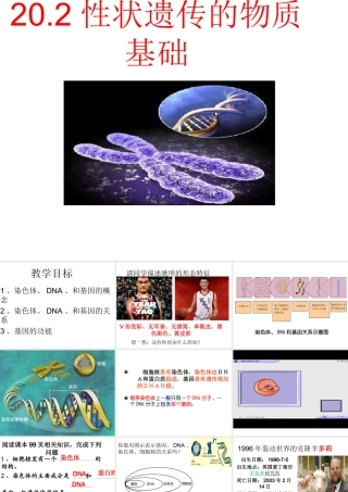 八年级生物上册 《性状遗传的物质基础》课件1 （新版）北师大版-（新版）北师大级上册生物课件