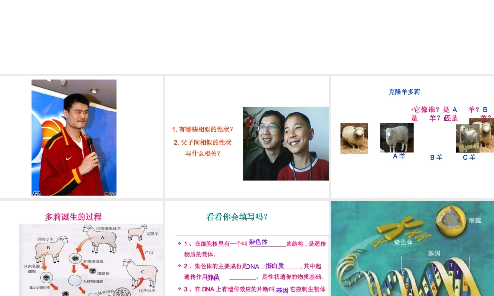 八年级生物上册 《性状遗传的物质基础》课件2 （新版）北师大版-（新版）北师大级上册生物课件