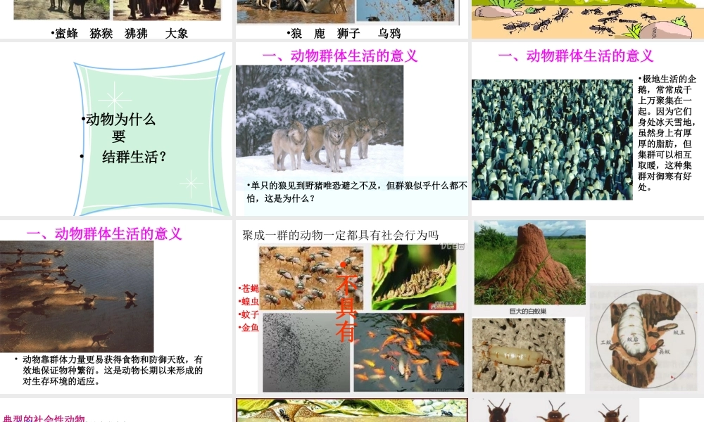 八年级生物上册 5.2.3《社会行为》课件4 （新版）新人教版-（新版）新人教版初中八年级上册生物课件