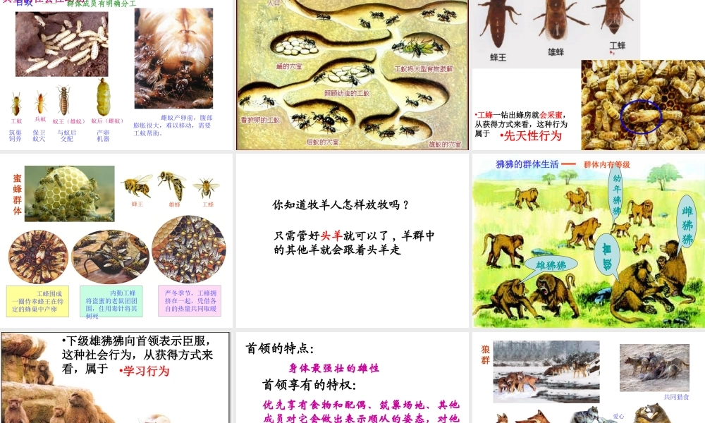 八年级生物上册 5.2.3《社会行为》课件4 （新版）新人教版-（新版）新人教版初中八年级上册生物课件