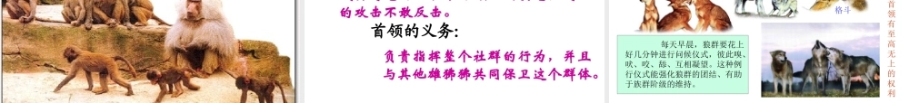 八年级生物上册 5.2.3《社会行为》课件4 （新版）新人教版-（新版）新人教版初中八年级上册生物课件
